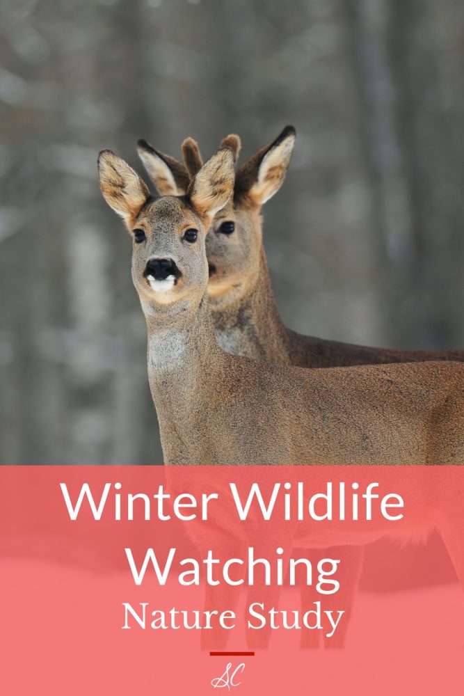 Winter Wildlife