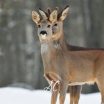 Nature Study: Winter Wildlife Watching